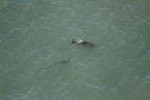 Missing Picture